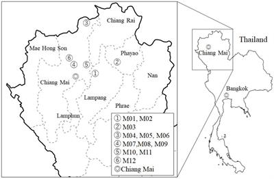 Analysis of lactic acid bacteria species in Miang, a post-fermented tea in Thailand, and their potential use as probiotics